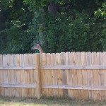 deer1
