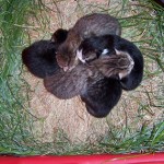 kittens