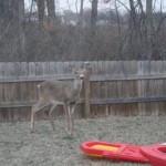 deer1