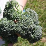 broccoli1