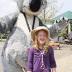 cordy_koala
