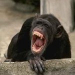 angry+chimp