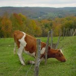 cowgrass