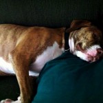 Cosmo_pillow